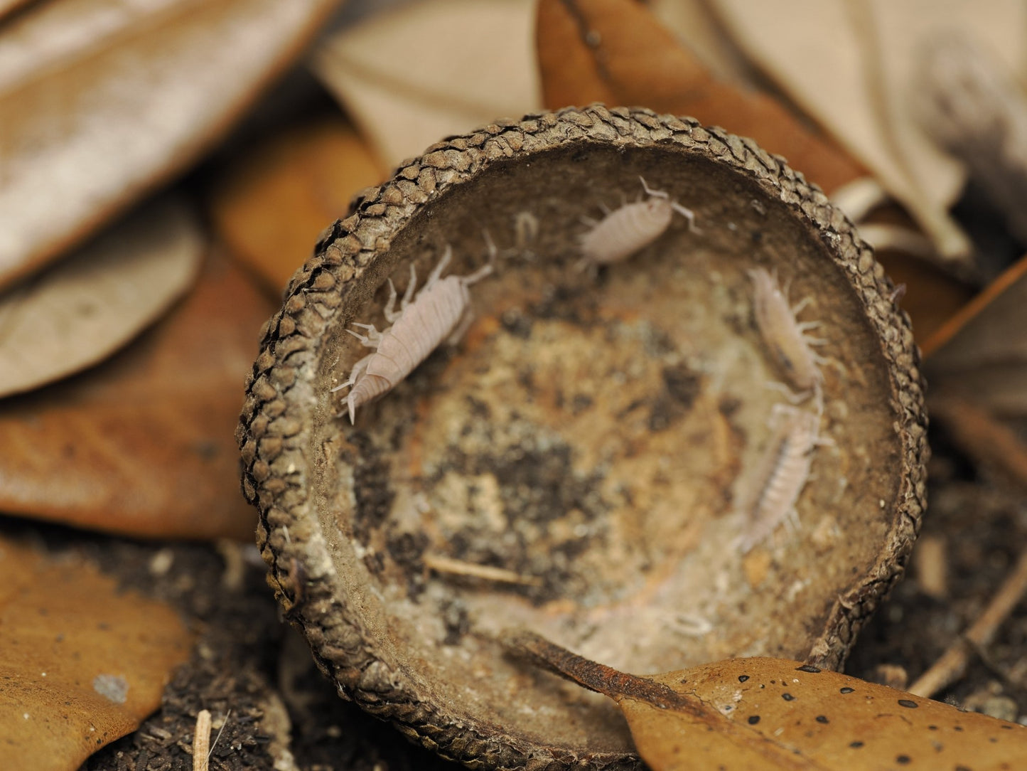 Large Acorn Caps - 7 Count - IHEARTBUGS, INC.