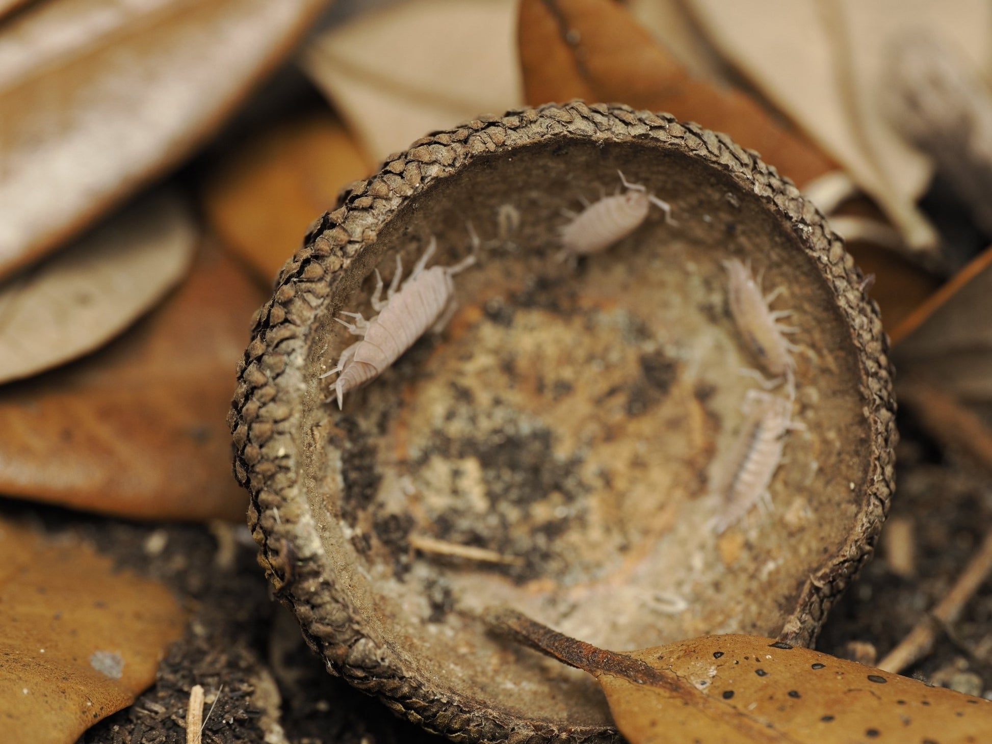 Large Acorn Caps - 7 Count - IHEARTBUGS, INC.