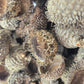 Large Acorn Caps - 7 Count - IHEARTBUGS, INC.