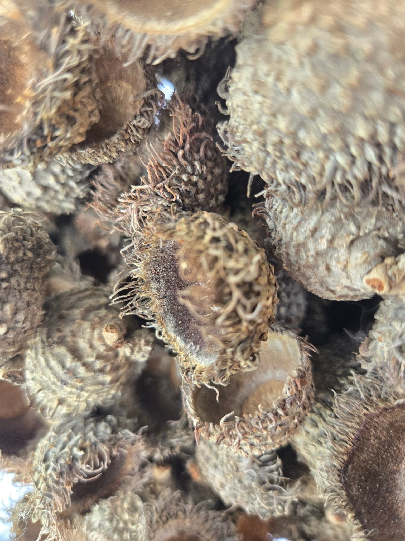 Large Acorn Caps - 7 Count - IHEARTBUGS, INC.
