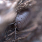 Large Gray Isopods (Porcellio laevis) - IHEARTBUGS, INC.