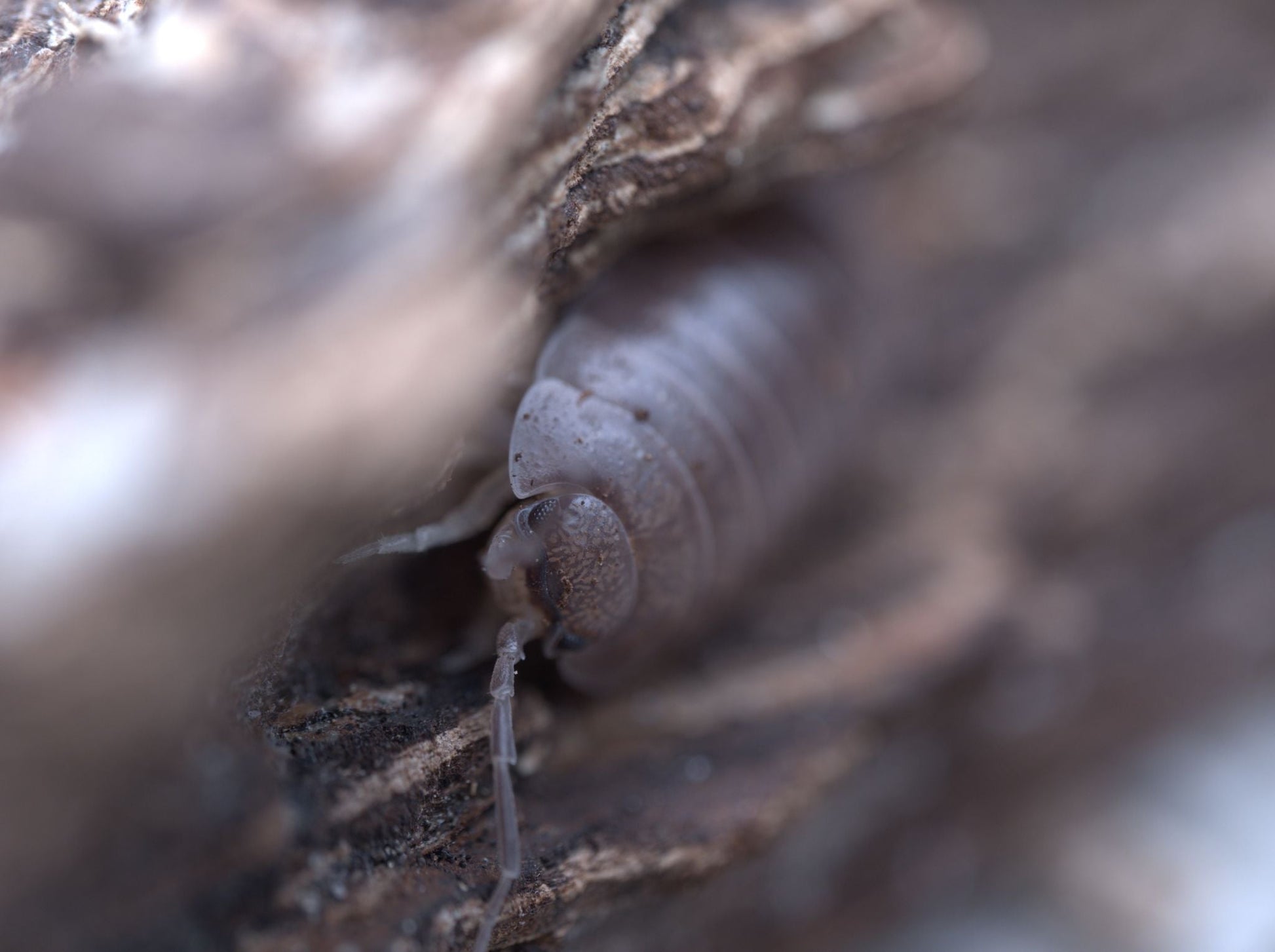 Large Gray Isopods (Porcellio laevis) - IHEARTBUGS, INC.