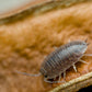 Large Gray Isopods (Porcellio laevis) - IHEARTBUGS, INC.