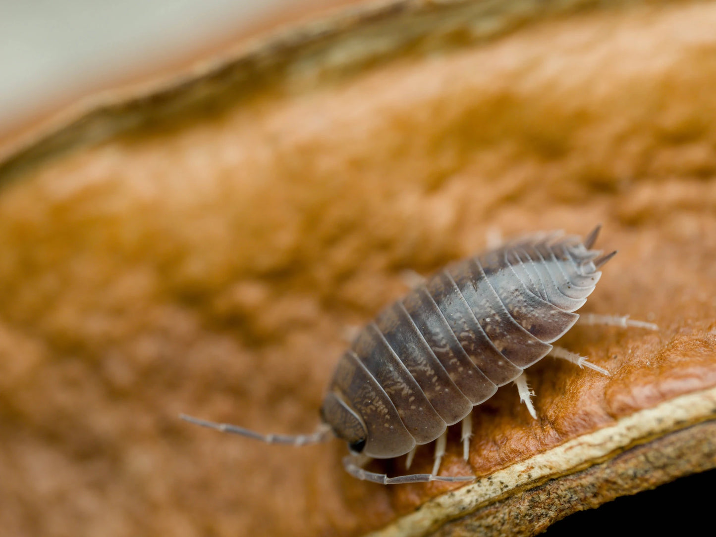 Large Gray Isopods (Porcellio laevis) - IHEARTBUGS, INC.
