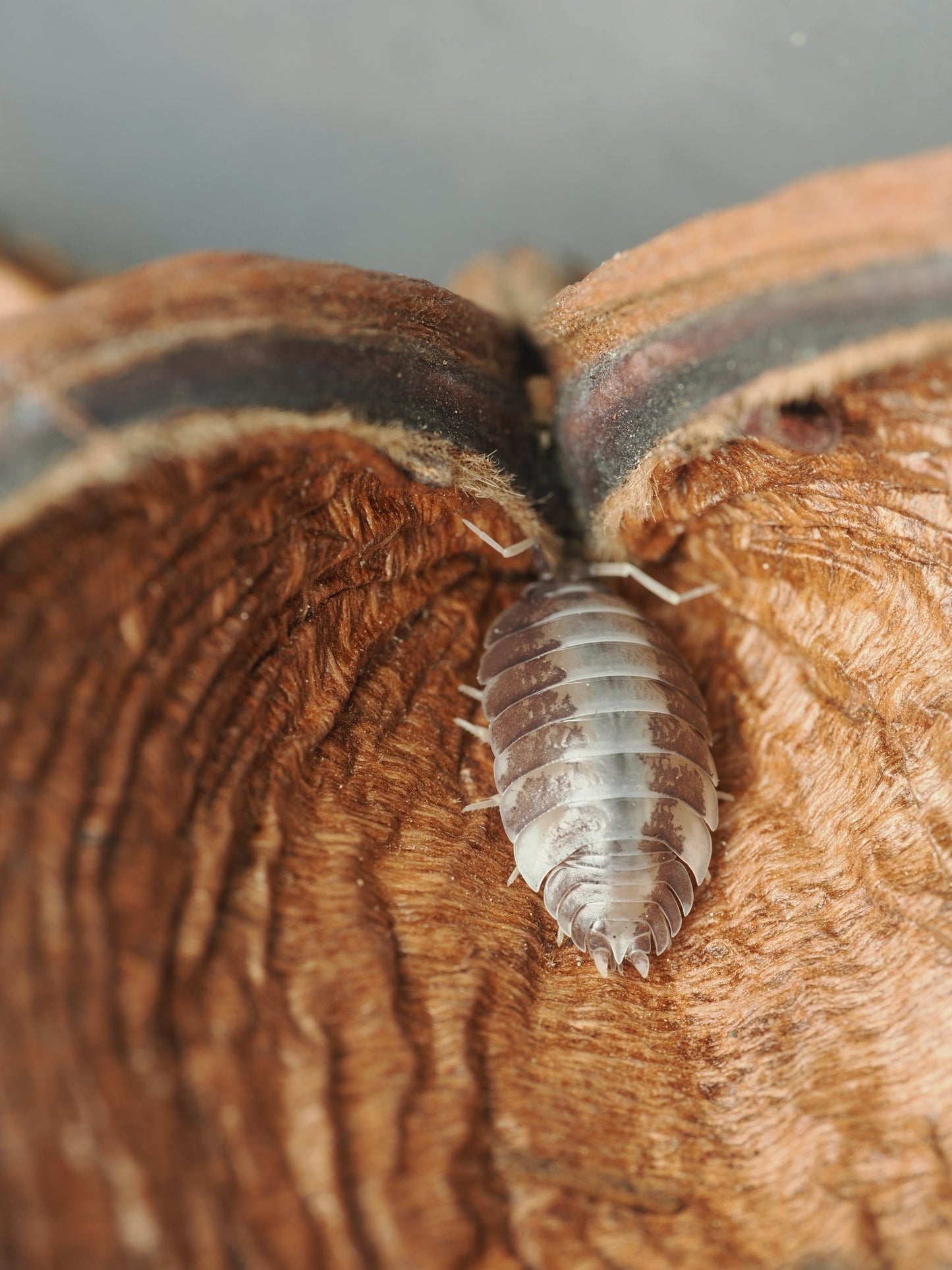 Large Jungle Pods - IHEARTBUGS, INC.