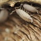 Large Jungle Pods - IHEARTBUGS, INC.