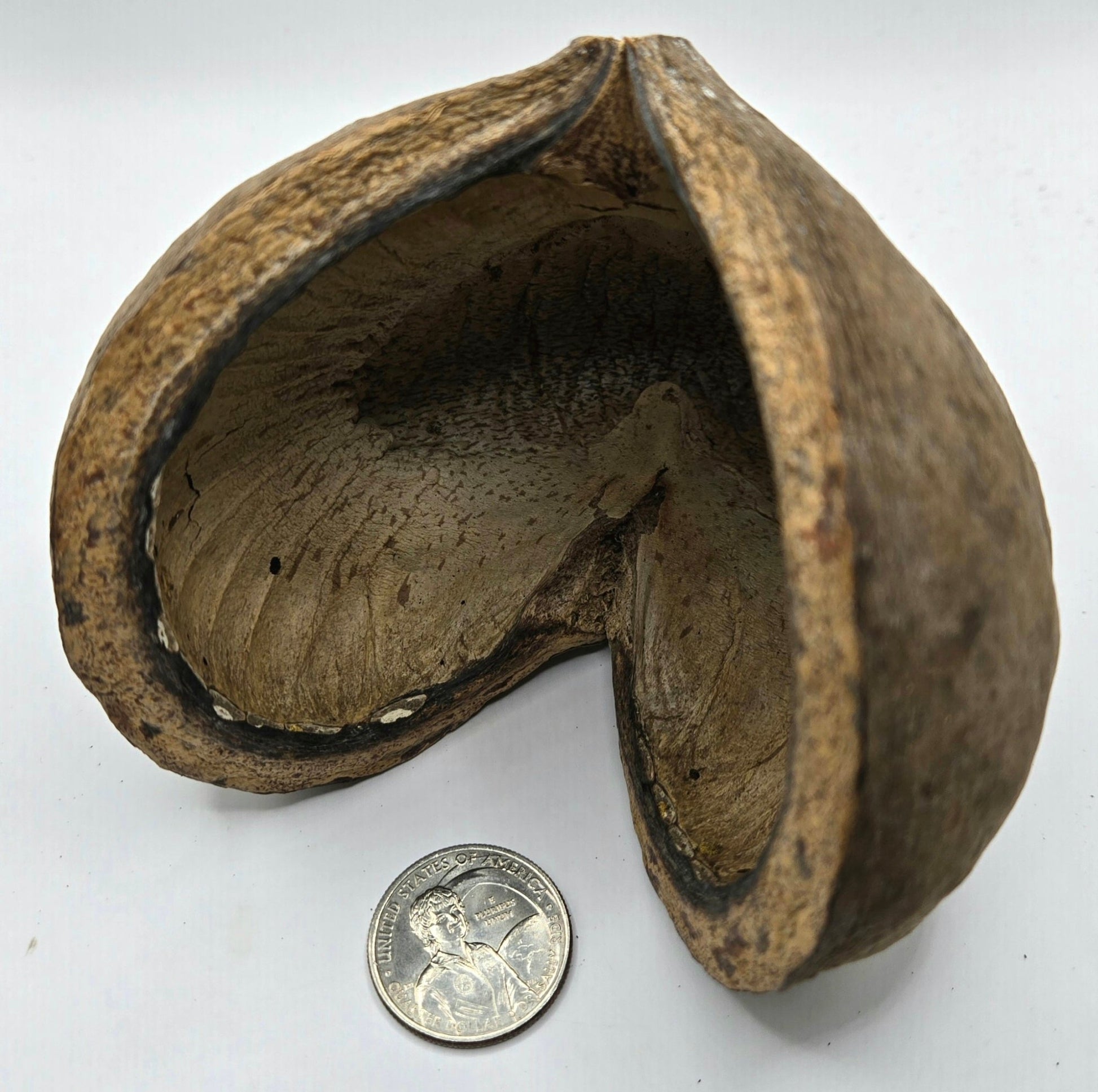 A Large Jungle Pod by I Heart Bugs, featuring a thick brown shell with rough texture outside and smooth inside, is shown next to a U.S. quarter on a white background—perfect for aquarium decor or bioactive terrarium setups.