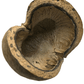 The I Heart Bugs Large Jungle Pods are hollow, dried Sterculia foetida pods with rough, cracked surfaces and irregular edges, perfect for aquarium decor or bioactive terrarium setups. Shown against a plain white background.