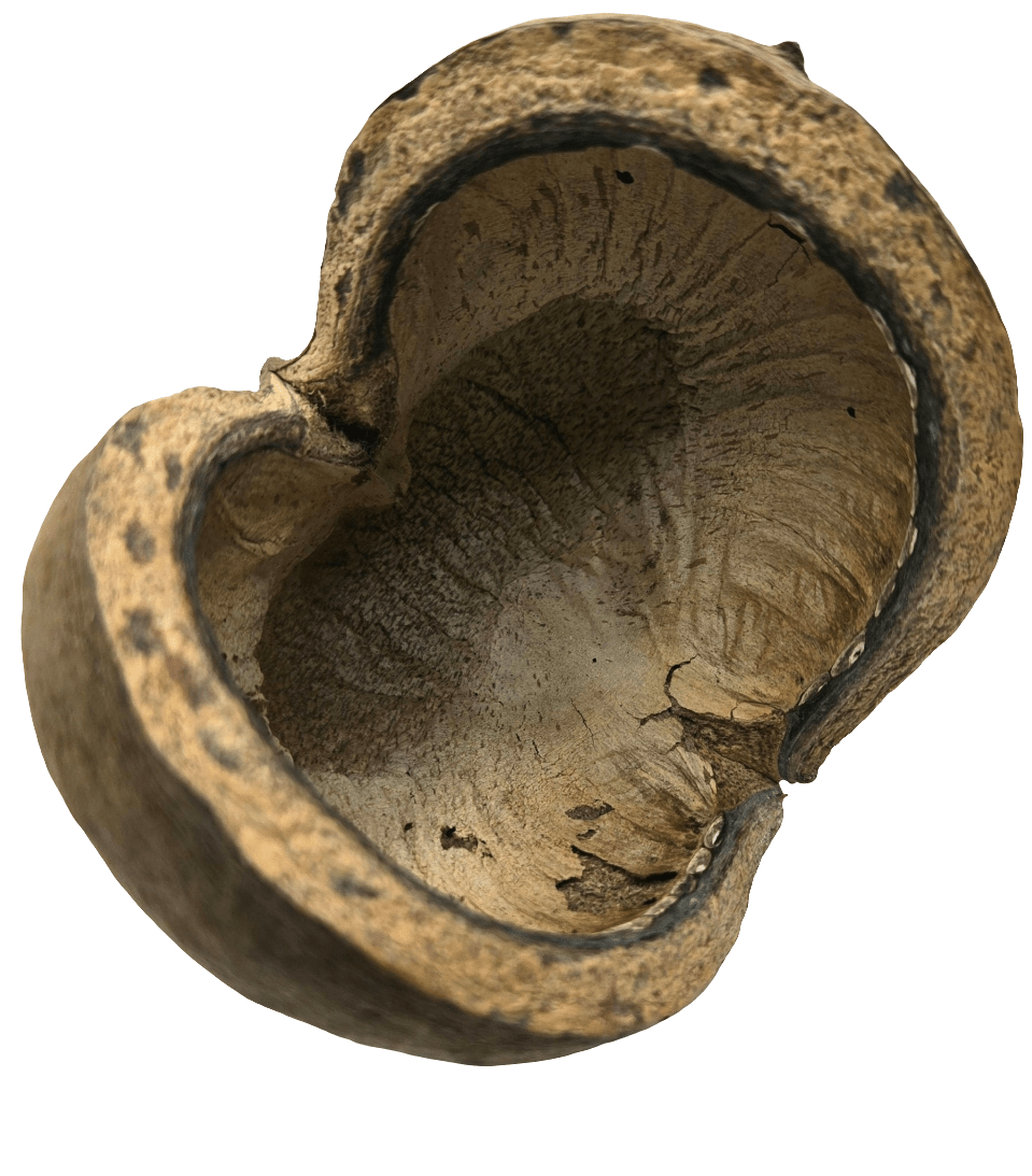 The I Heart Bugs Large Jungle Pods are hollow, dried Sterculia foetida pods with rough, cracked surfaces and irregular edges, perfect for aquarium decor or bioactive terrarium setups. Shown against a plain white background.