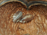 Large Jungle Pods - IHEARTBUGS, INC.