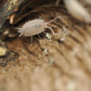 Large Jungle Pods - IHEARTBUGS, INC.