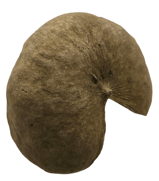 I Heart Bugs Large Jungle Pods are brown, round, and slightly flattened with a rough, matte surface and deep notch for a crescent shape—perfect for aquarium decor or bioactive terrariums. Fine ridges radiate outward. Shown isolated on a white background.