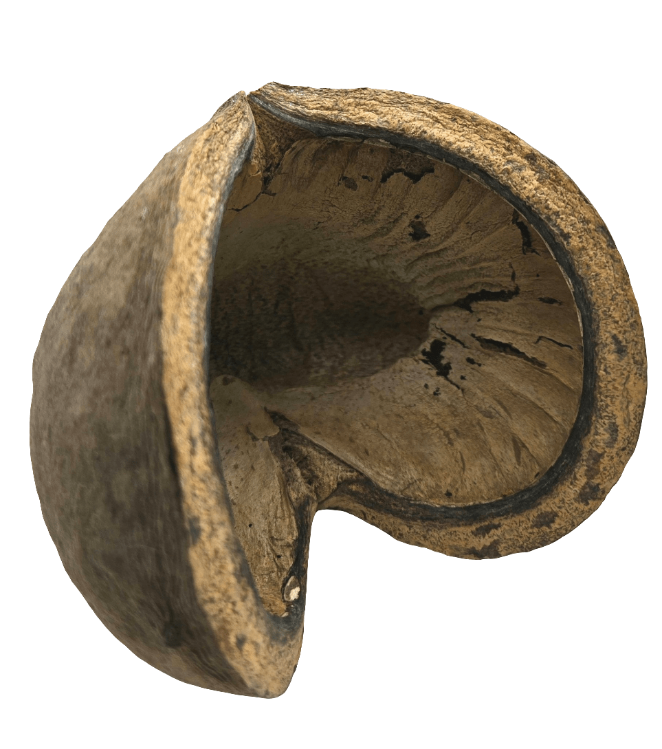 A close-up of a Large Jungle Pod by I Heart Bugs shows its dried, hollow, textured form with curved, open shape and dark markings. Great for aquarium decor or bioactive terrarium use. Plain white background emphasizes its natural look.