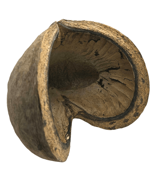 A close-up of a Large Jungle Pod by I Heart Bugs shows its dried, hollow, textured form with curved, open shape and dark markings. Great for aquarium decor or bioactive terrarium use. Plain white background emphasizes its natural look.
