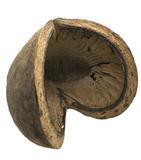 A close-up of a Large Jungle Pod by I Heart Bugs shows its dried, hollow, textured form with curved, open shape and dark markings. Great for aquarium decor or bioactive terrarium use. Plain white background emphasizes its natural look.