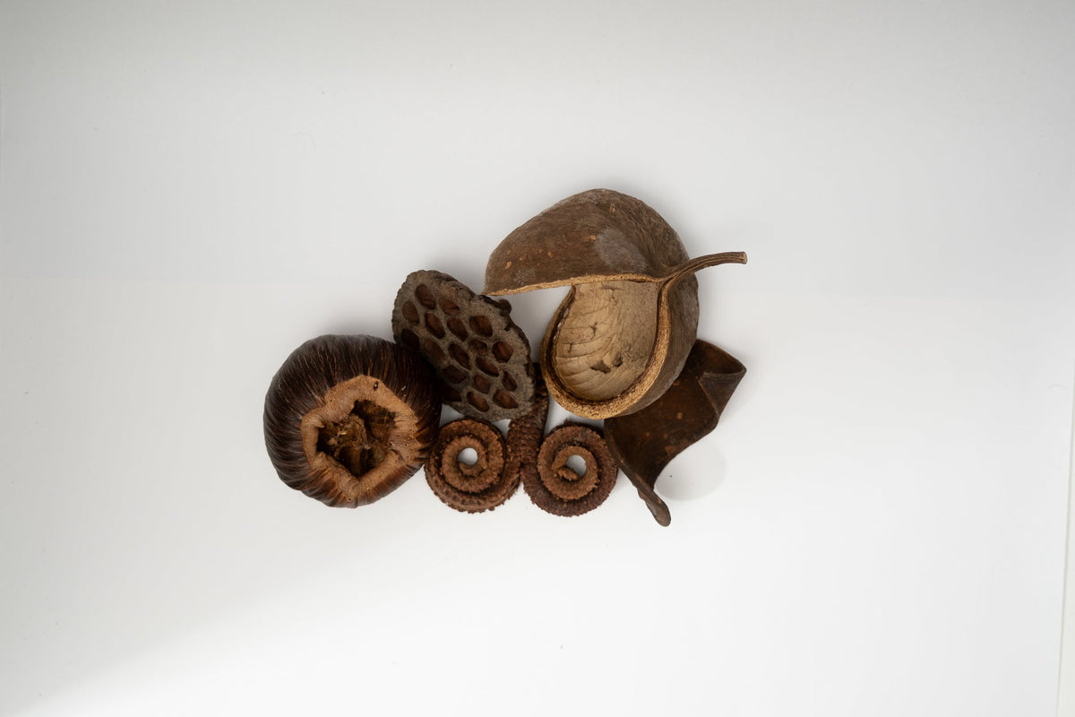 Large Seed Pod Pack - IHEARTBUGS, INC.