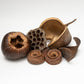 Large Seed Pod Pack - IHEARTBUGS, INC.