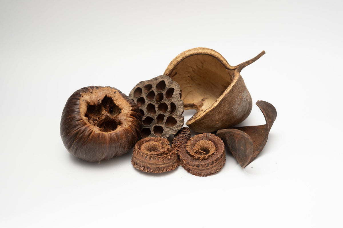 Large Seed Pod Pack - IHEARTBUGS, INC.