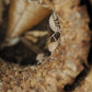 Large Seed Pod Pack - IHEARTBUGS, INC.