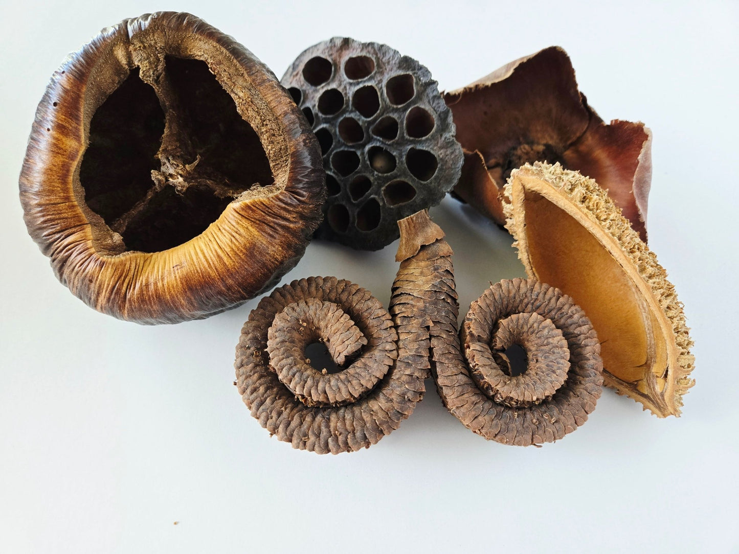 Large Seed Pod Pack - IHEARTBUGS, INC.