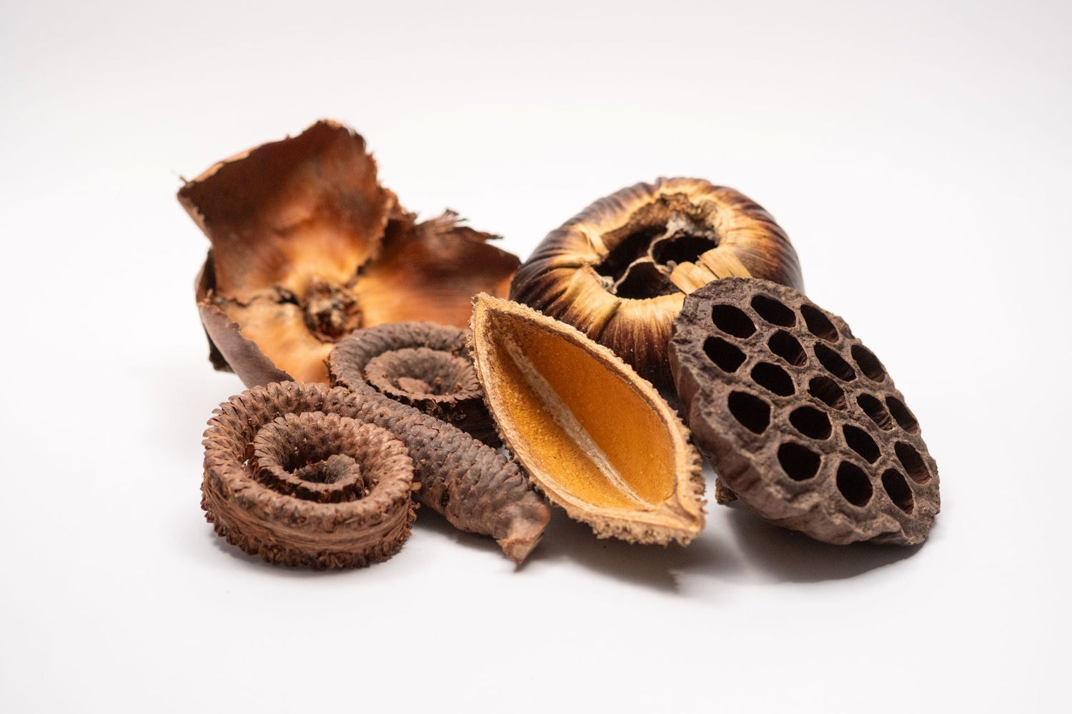 Large Seed Pod Pack - IHEARTBUGS, INC.