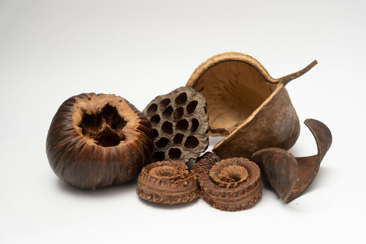 Large Seed Pod Pack - IHEARTBUGS, INC.