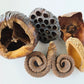 Large Seed Pod Pack - IHEARTBUGS, INC.