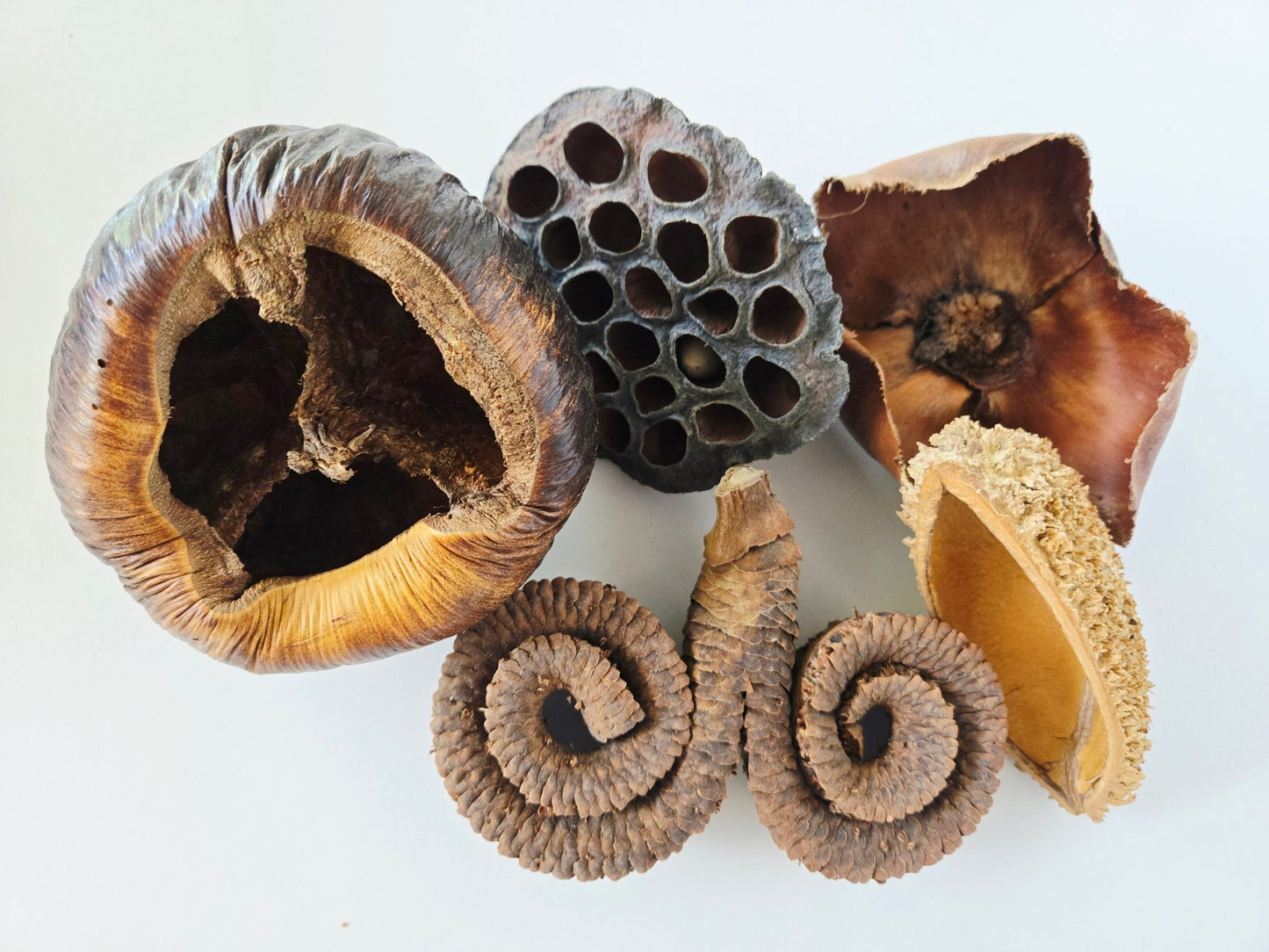Large Seed Pod Pack - IHEARTBUGS, INC.
