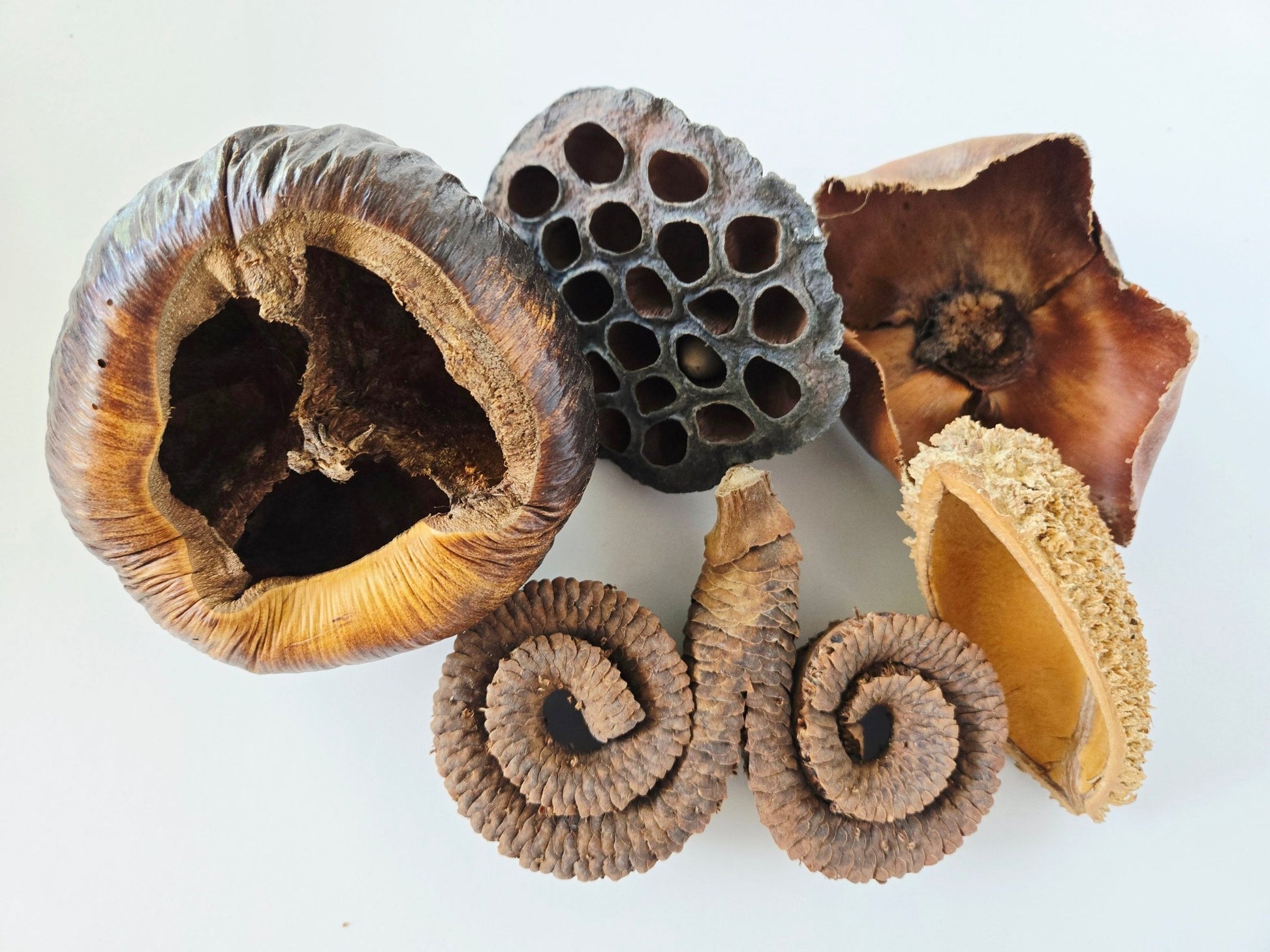 Large Seed Pod Pack - IHEARTBUGS, INC.