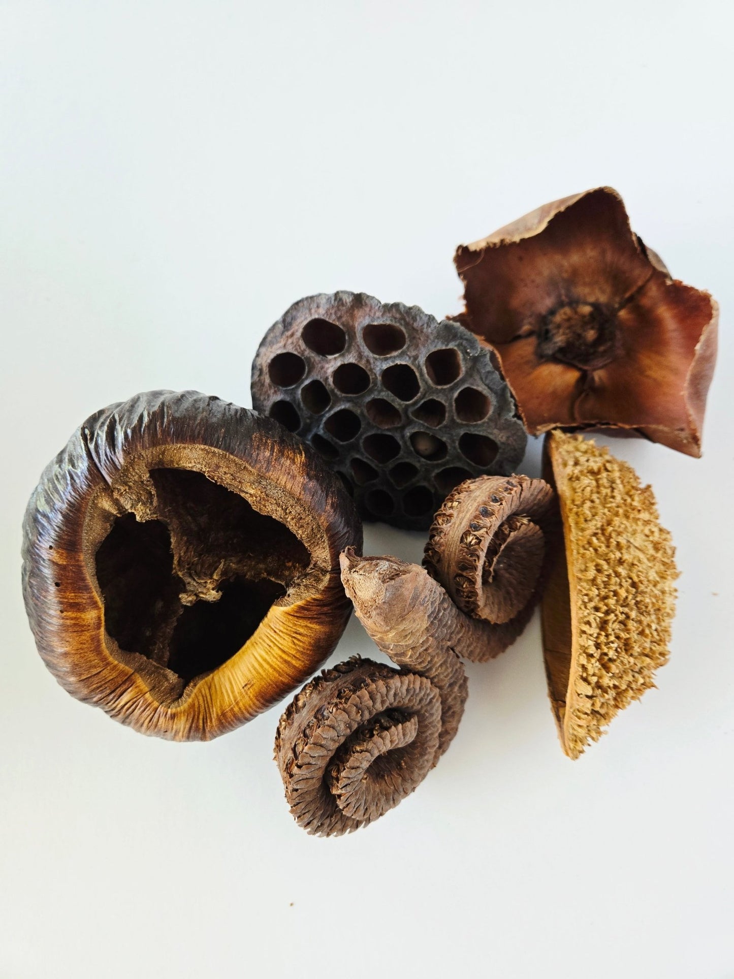 Large Seed Pod Pack - IHEARTBUGS, INC.