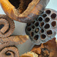 Large Seed Pod Pack - IHEARTBUGS, INC.