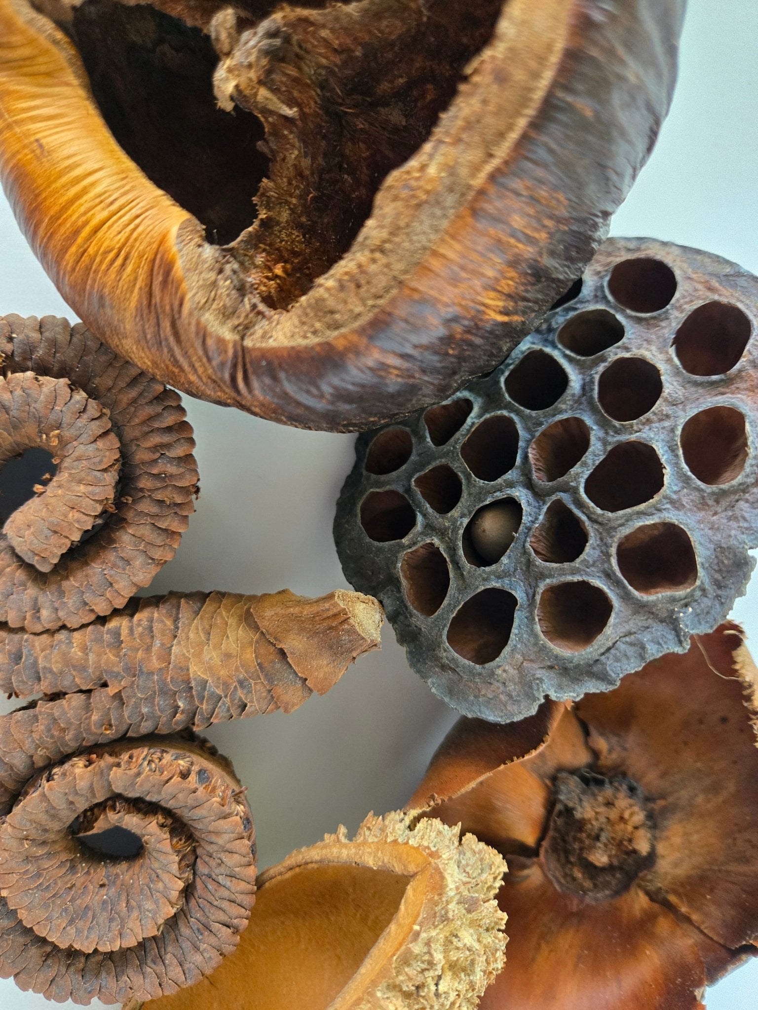 Large Seed Pod Pack - IHEARTBUGS, INC.