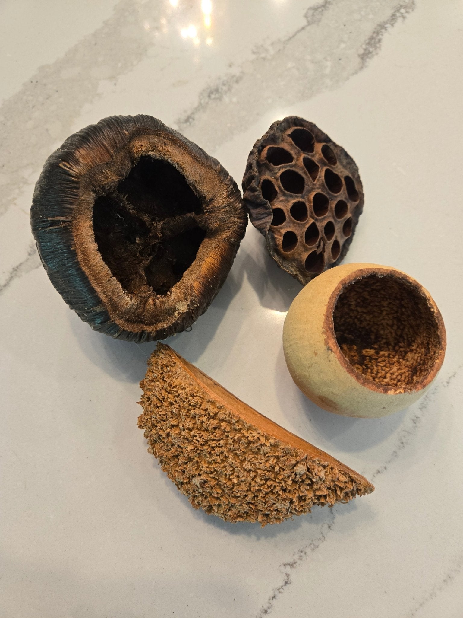 Large Seed Pod Pack - IHEARTBUGS, INC.