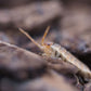 Lemonade Isopods (Porcellio scaber) - IHEARTBUGS, INC.