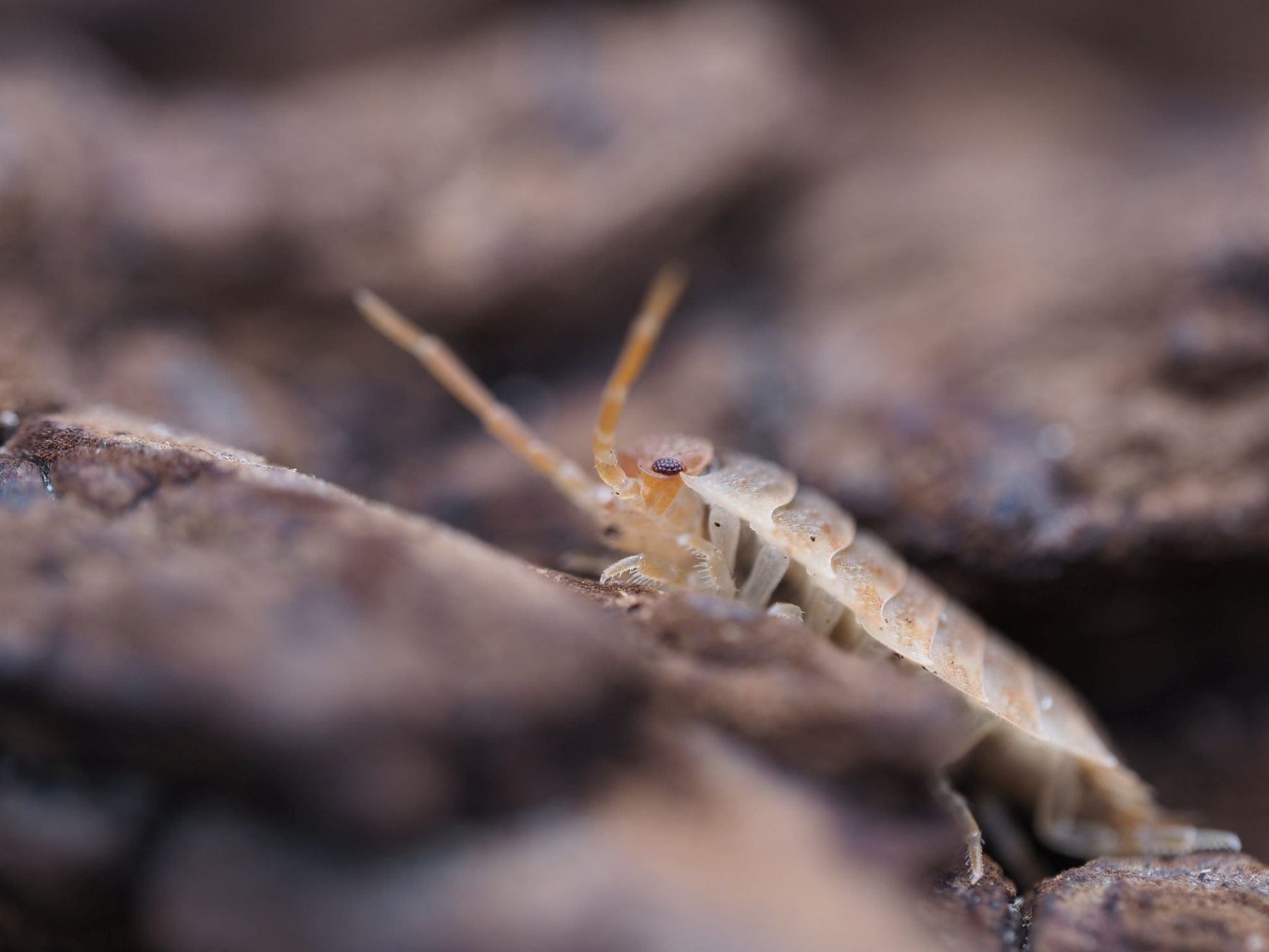 Lemonade Isopods (Porcellio scaber) - IHEARTBUGS, INC.