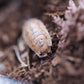 Lemonade Isopods (Porcellio scaber) - IHEARTBUGS, INC.