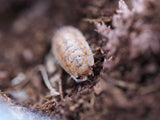 Lemonade Isopods (Porcellio scaber) - IHEARTBUGS, INC.