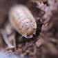Lemonade Isopods (Porcellio scaber) - IHEARTBUGS, INC.
