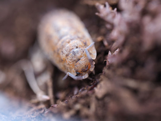 Lemonade Isopods (Porcellio scaber) - IHEARTBUGS, INC.