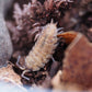 Lemonade Isopods (Porcellio scaber) - IHEARTBUGS, INC.