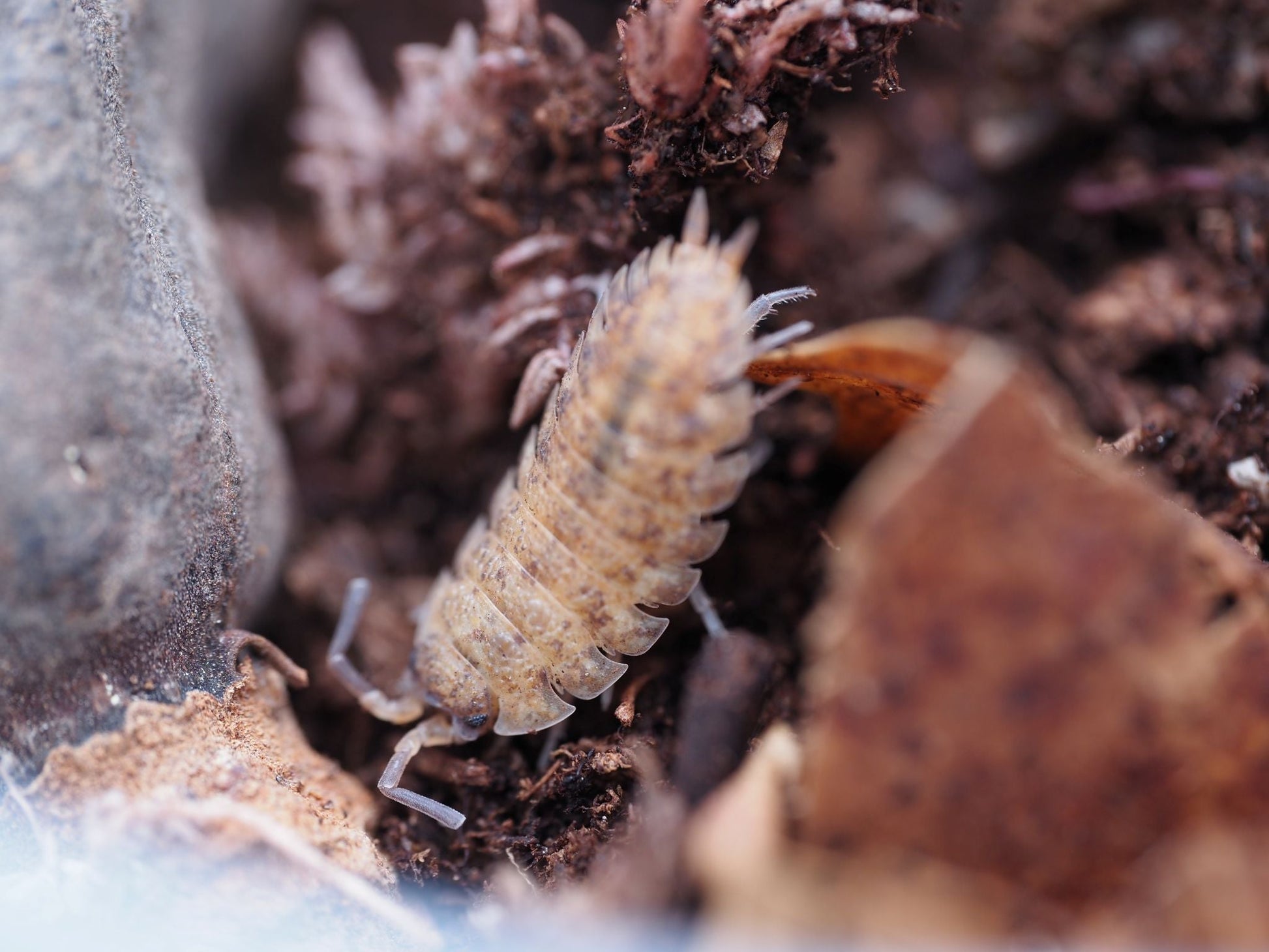 Lemonade Isopods (Porcellio scaber) - IHEARTBUGS, INC.