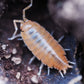Leopard Gecko Bioactive Clean-Up Crew Pack - IHEARTBUGS, INC.
