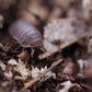Little Sea Isopods (Cubaris Murina) - IHEARTBUGS, INC.