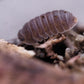 Little Sea Isopods (Cubaris Murina) - IHEARTBUGS, INC.