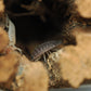 Lottery Ticket Isopods (Porcellio scaber) - IHEARTBUGS, INC.