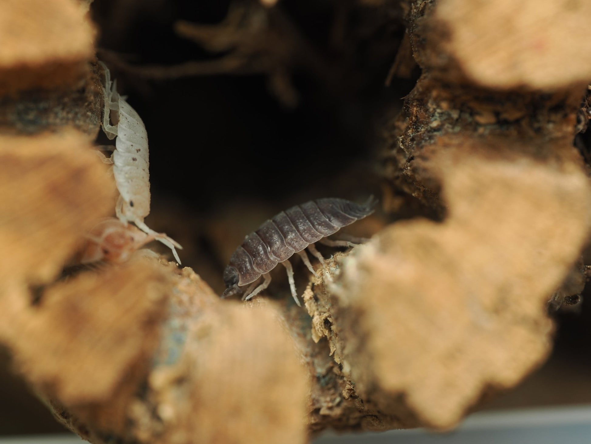 Lottery Ticket Isopods (Porcellio scaber) - IHEARTBUGS, INC.