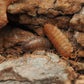 Lottery Ticket Isopods (Porcellio scaber) - IHEARTBUGS, INC.