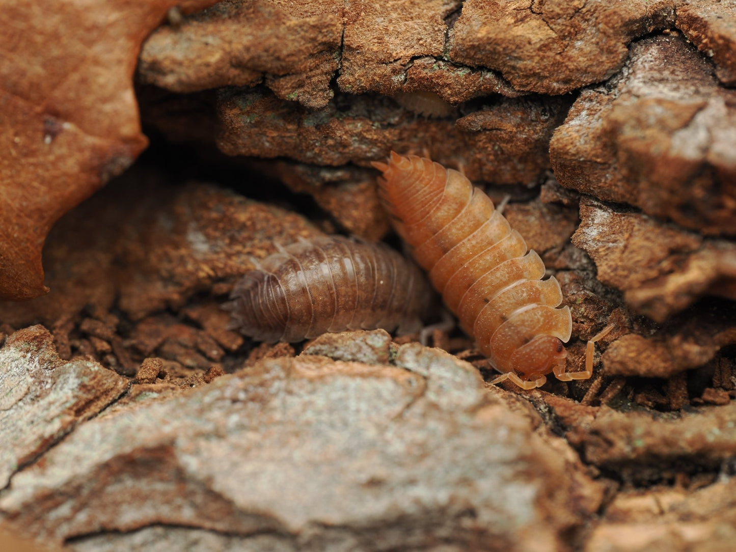 Lottery Ticket Isopods (Porcellio scaber) - IHEARTBUGS, INC.