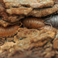 Lottery Ticket Isopods (Porcellio scaber) - IHEARTBUGS, INC.