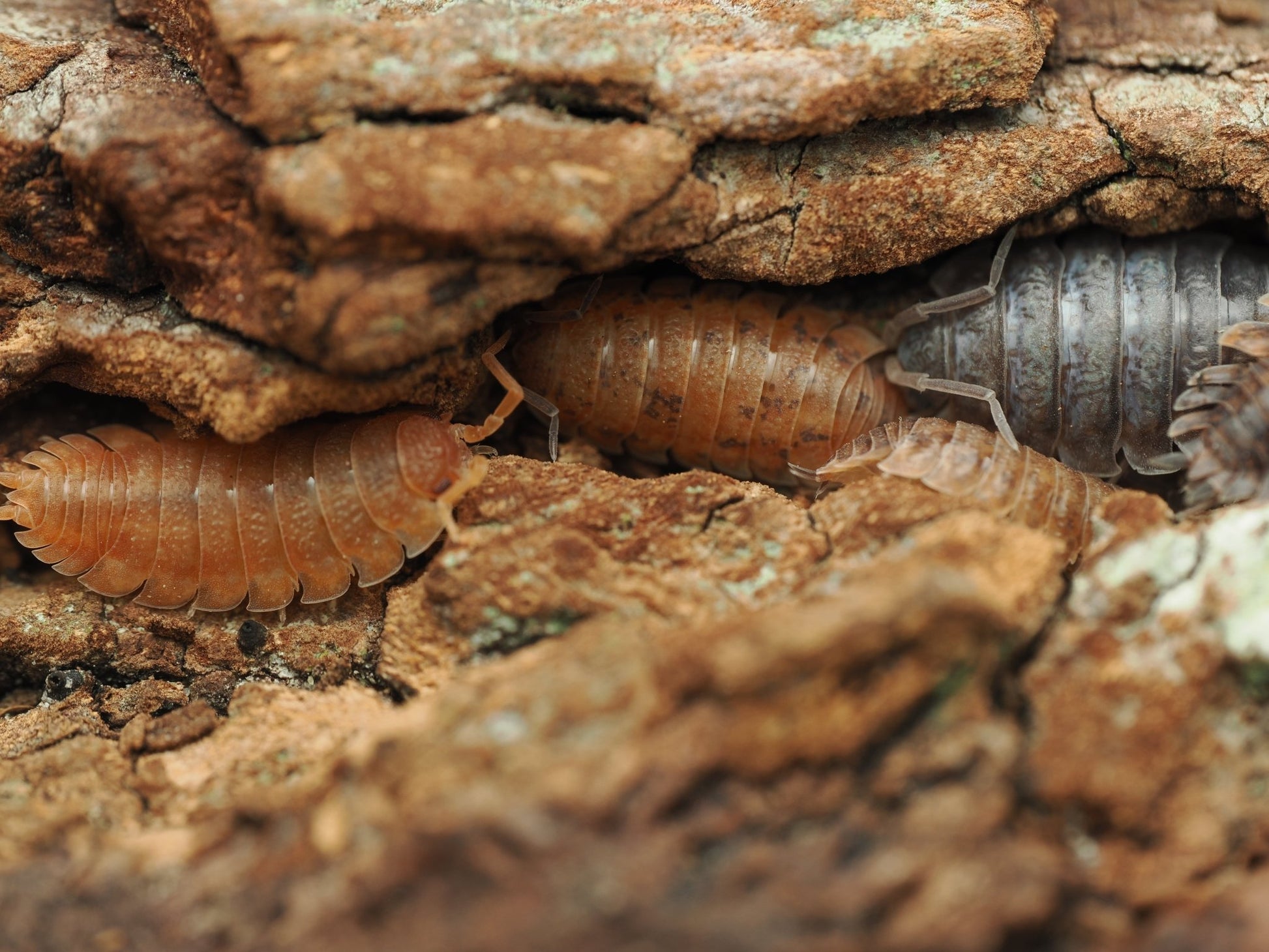Lottery Ticket Isopods (Porcellio scaber) - IHEARTBUGS, INC.